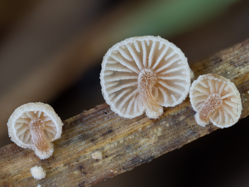 Deconica phillipsii